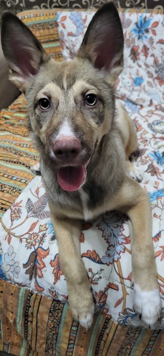 Внимание ! Красавица Малышка ищет дом!