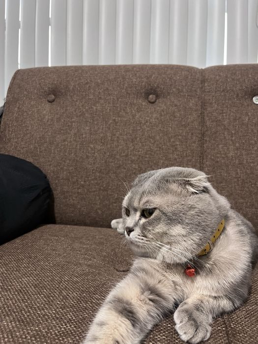 scottish fold sotiladi