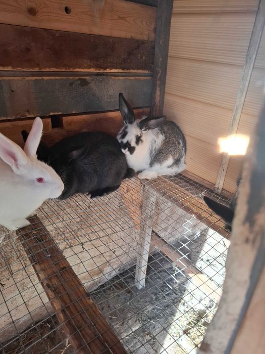 Зайции кръстоска