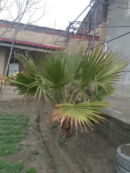 katta gul nomini bilmayman