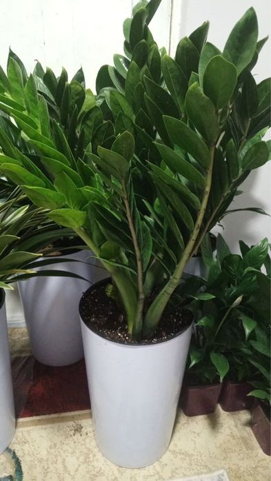 Gullar, Гуллар, Гул, Цветы, Цветок, Растения, Озеленения