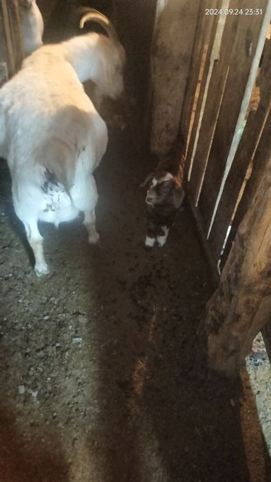 Ассалаумағалейкум ешкі сатам