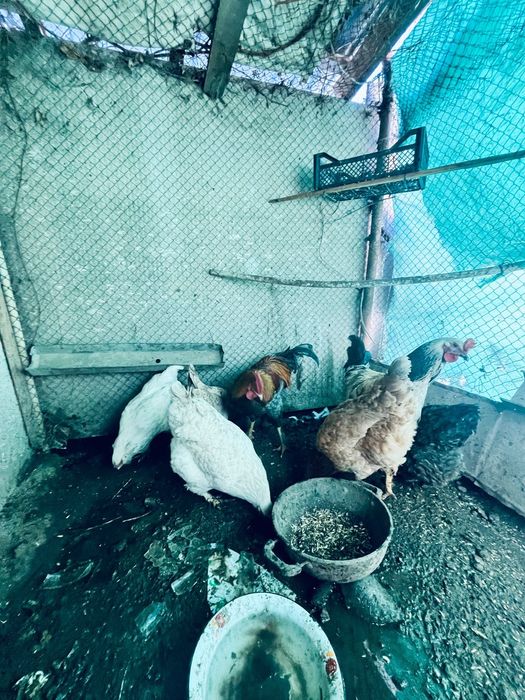 Тауық сатылады тоже коразда