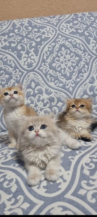 Tozza zotli mushukchalar