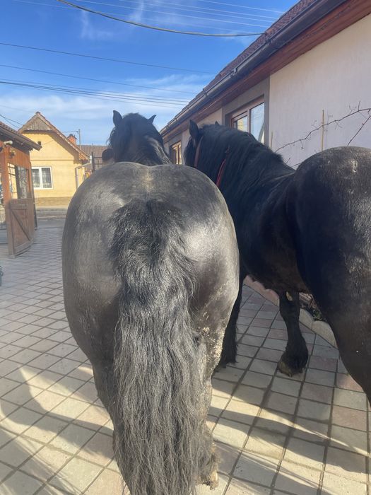 De vazate 2 armasari cu varstra intre 5 si 6 ani