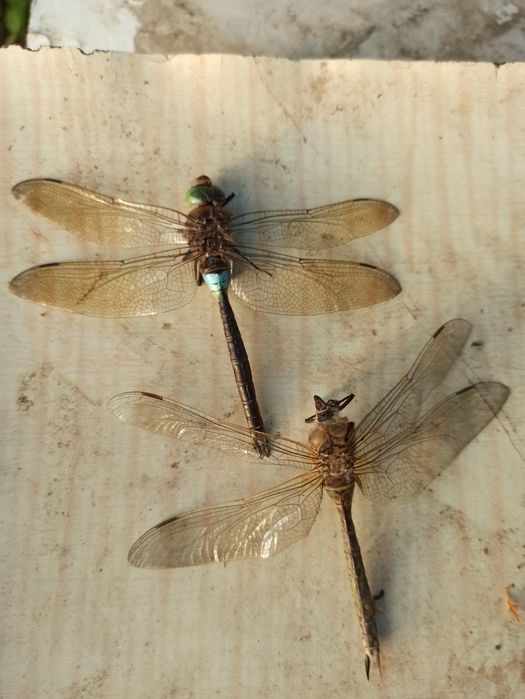 Insectar și ierbar pentru  prezentare școlară .prezentare