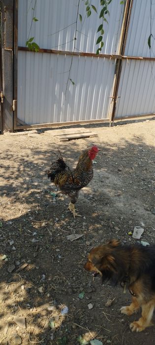Продам     петуха
