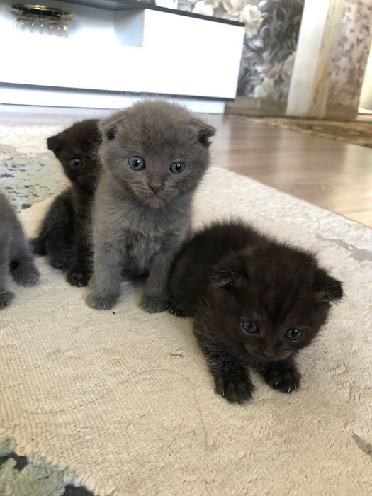 Котята вислоухие