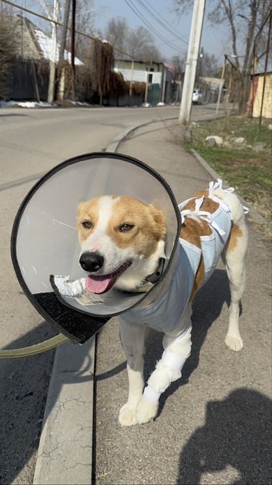 Ищу доброе сердечко и дом для собаки