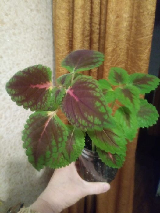 Колеус. Продам..