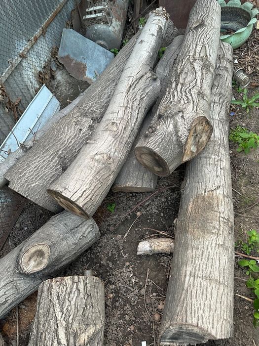 Спиленный орех на продажу