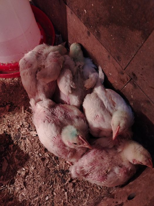 Продам цыплят  броллеры