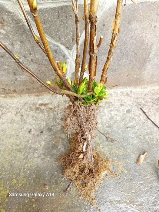 Хортензия  Розова