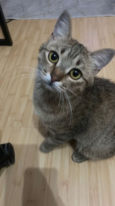 Отдам кота в добрые руки