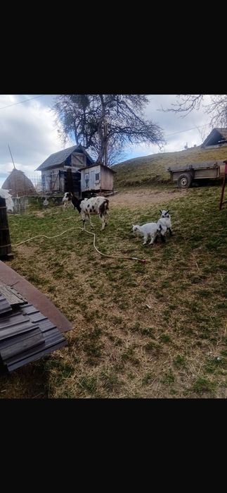 Vând capră cu 2 iedute
