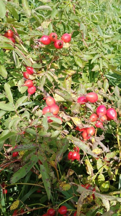 Продам дачу в обществе Ромашка