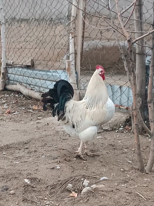 Адлер үлкен қораз