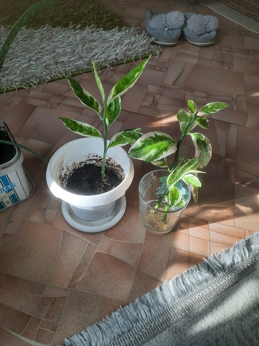 Продам комнатные цветы