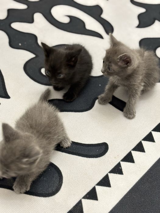 Котенки добрые руки