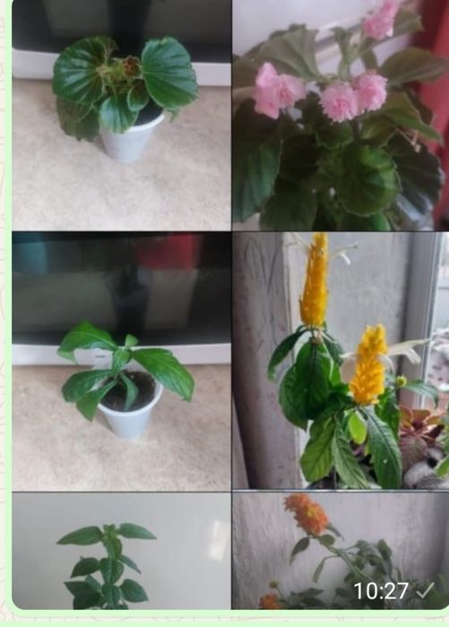 Комнатные цветы разные