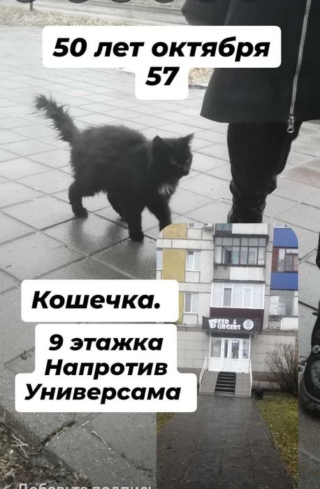 Прибилась кошечка. Чья потеряшка?