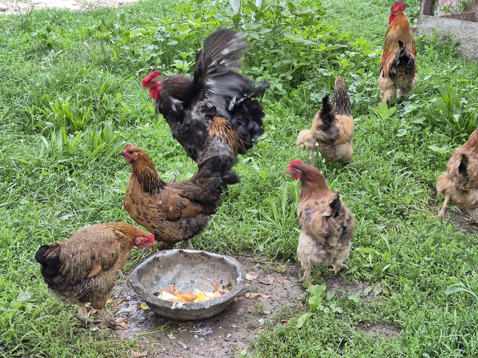 Продам домашные куры пародный