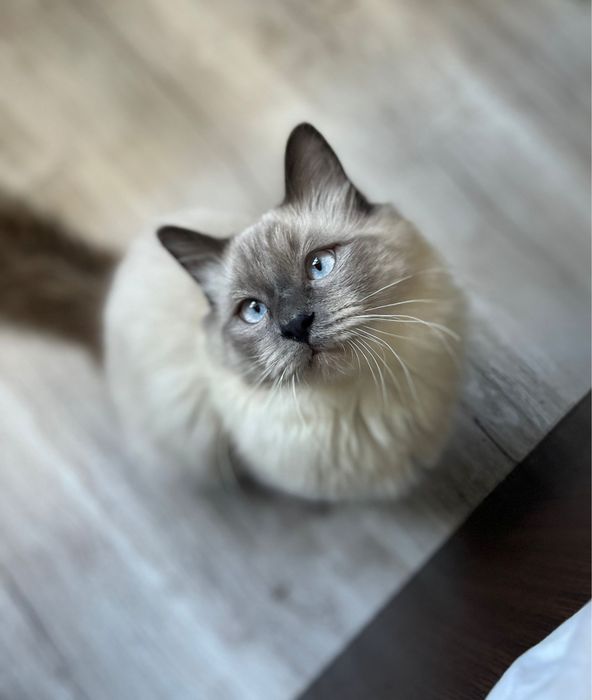 Motănel Ragdoll Blue Point Visan • OLX.ro