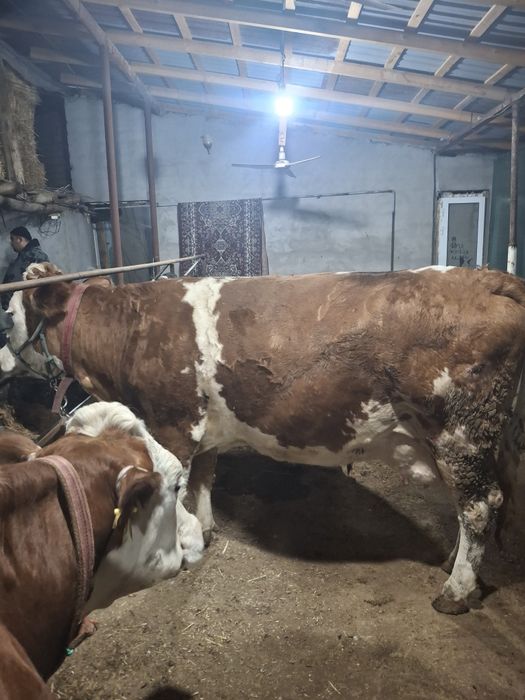 Сигир сотилади сментал