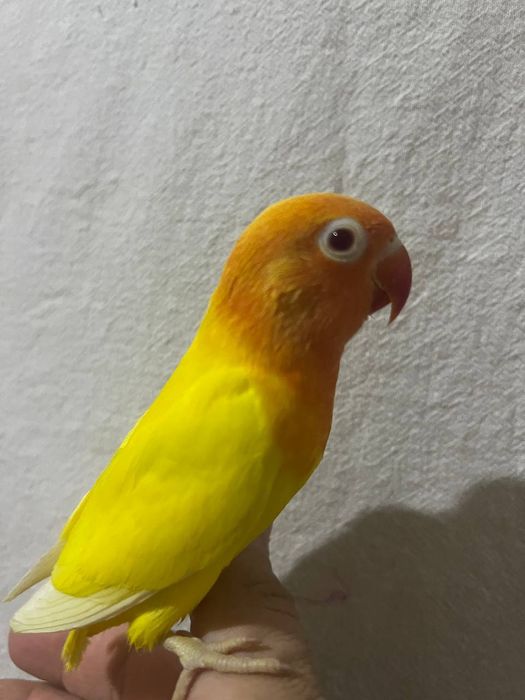 Ruchnoy popugay sotiladi