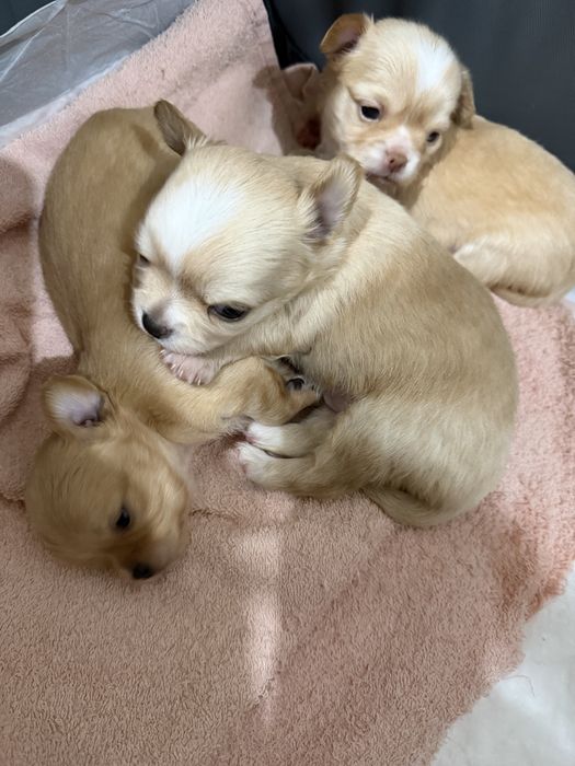 Продается щенок чехуахуа