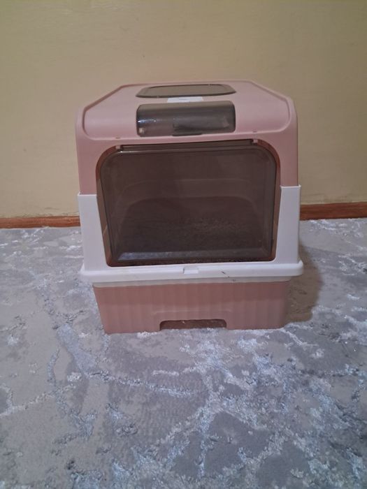 British fold zotli mushuk sotiladi