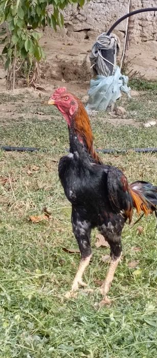 Dakan xuroz zoti wamo