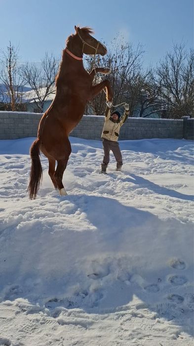 Араб пен Акалтеке шатыс