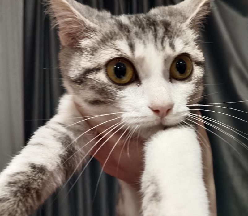 Кошечка в поиске дома