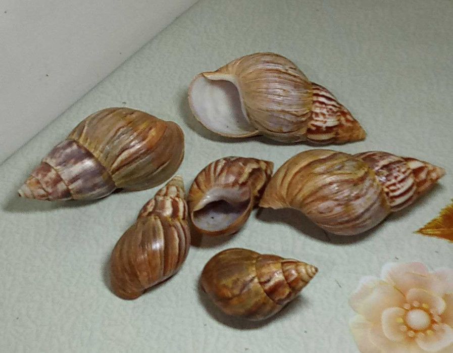 Продам. Ракушки для аквариума.  От 8 см.  до  13 см.