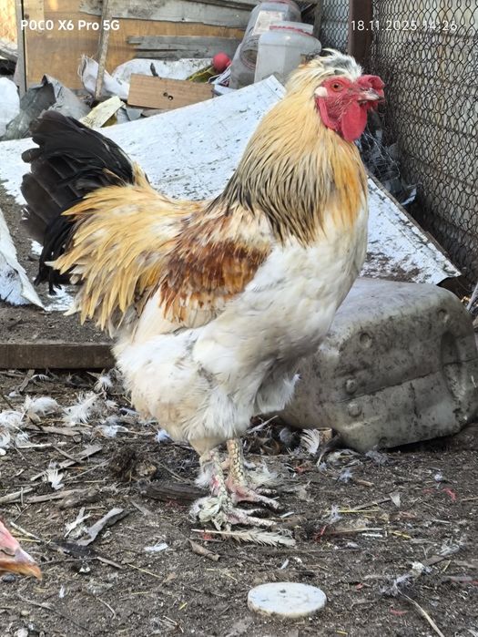 Продам  всех курей