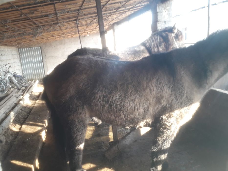 Палтарашка бордахы сатылады