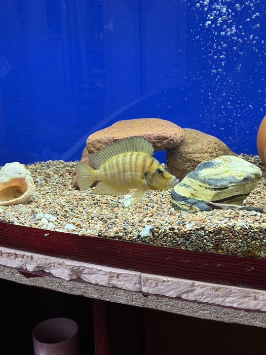 Calvus mandarin tayyor para sotiladi