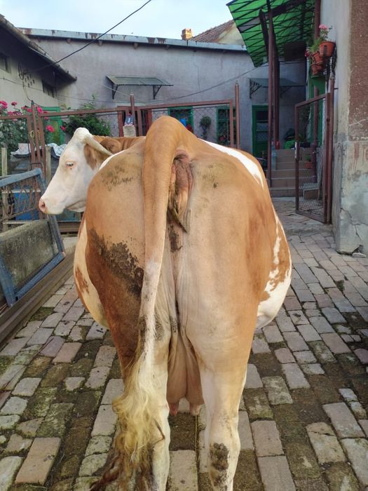 Vaca de vânzare.