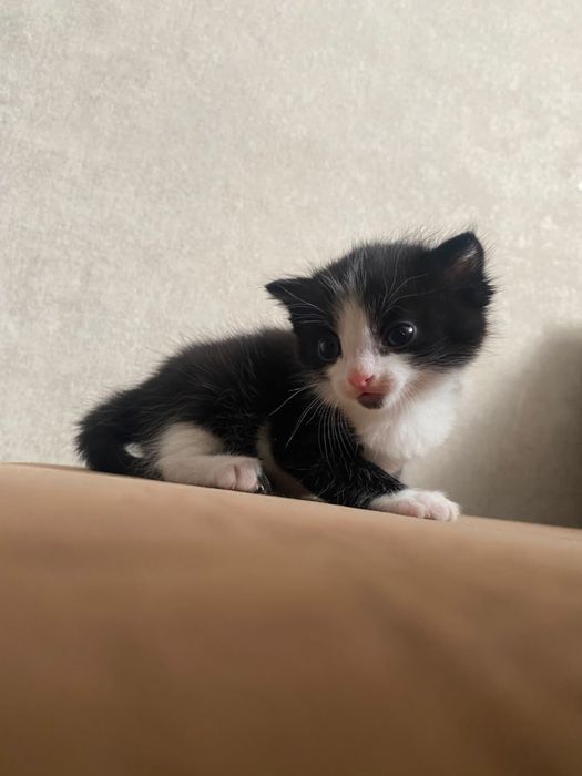 Котенок мальчик