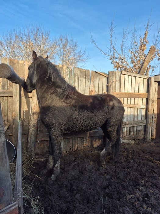 Продаётся жеребец полутяж