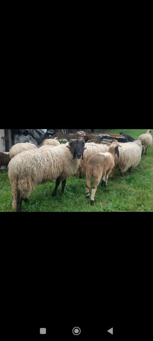 Super oferta ,oi carabașe și breze