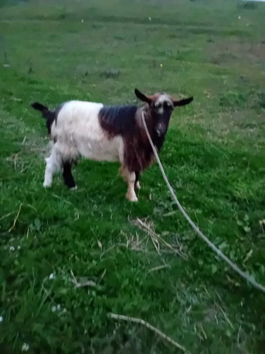 Vand Țap preț avantajos