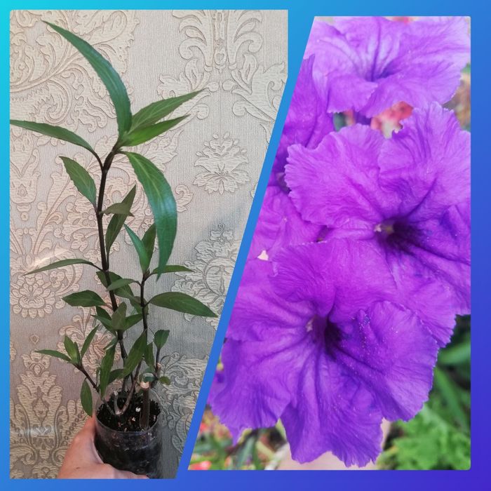 Комнатные растения