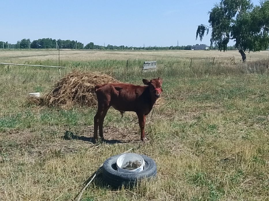 Продам бычка,, срочно