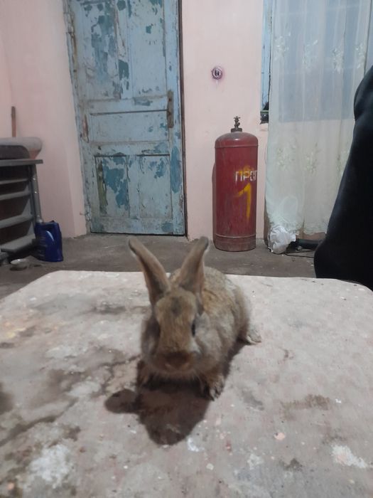 Velikan erkak sotiladi