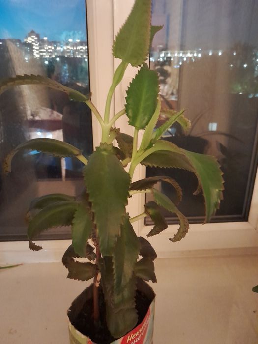 Каланхоэ лечебный продам