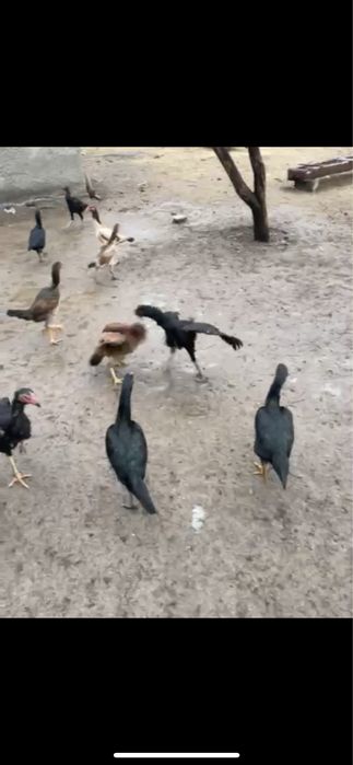 Дакандар сатылады