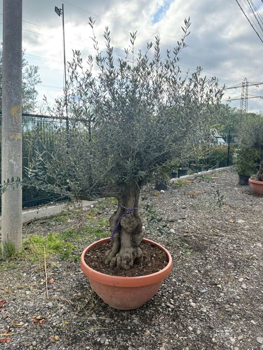 Amenajare gradina cu gazon rulou si plante ornamentale