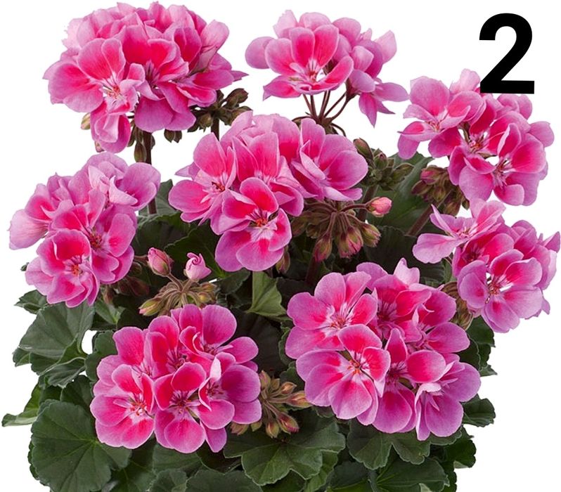 Нискостеблено мушкато-2.50€